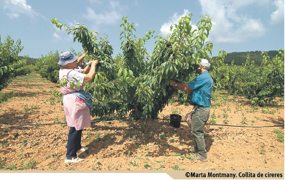 Cosecha de cerezas. Foto: © Marta Montmany. Cosecha de cerezas. Foto: © Marta Montmany.
