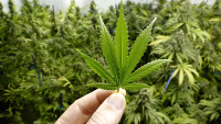 Mano sosteniendo hoja de marihuana con plantas de fondo. Foto: Telemundo.