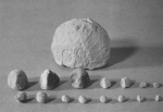 Impressed clay bulla with token contents from Susa.